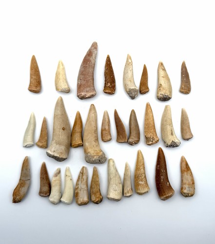30x original enchodus - enchodus, libycus