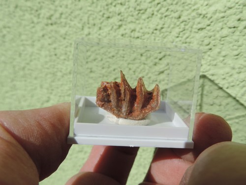 Zahn vom lungenfisch ceratodus - zahn,
