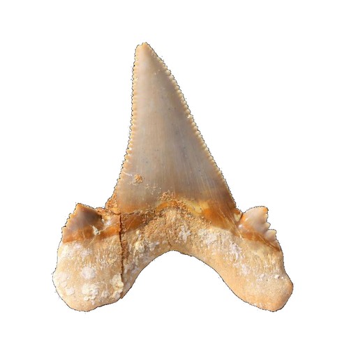 Fossiler hai zahn otodus - hai-zahn,