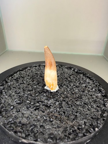 2cm plesiosaurus zahn - 4,2cm, /