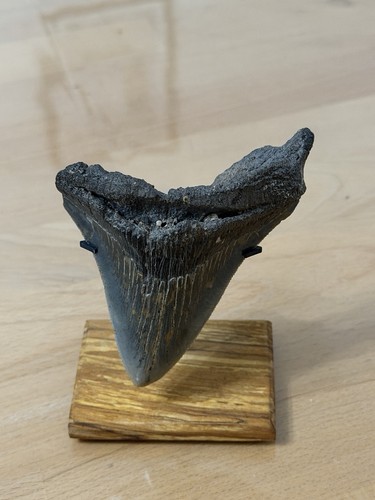Megalodon zahn hai fossil - hai, mit