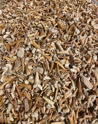 150g haizähne - ✦,