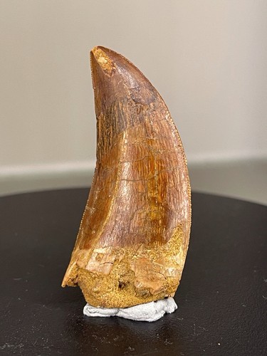 Carcharodontosaurus zahn - carcharodontosaurus, /