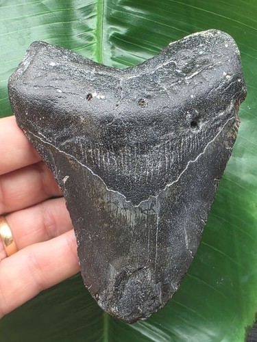 Schwarzer zahn des - schwarzer,