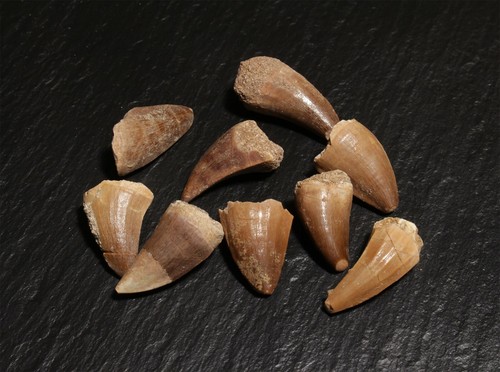 Echter saurierzahn fossiler - echter,