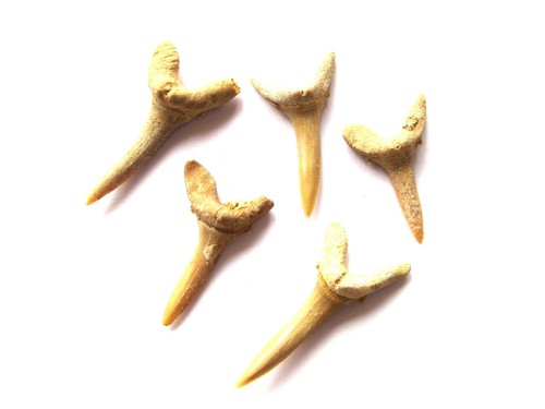 Haifischzahn fossil 3 cm - fossil, 2,5-3