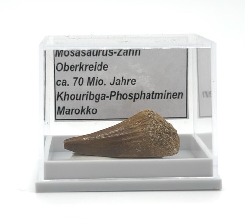 Schöner mosasaurus zahn - ★,