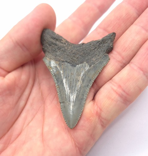 Megalodon haizahn mit - megalodon,