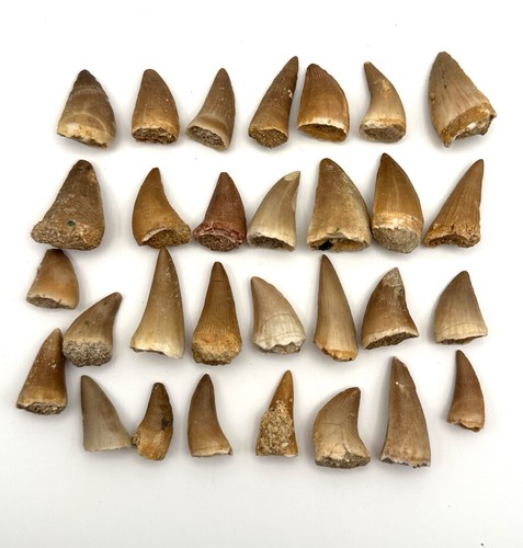 30x original mosasaurus - ★,
