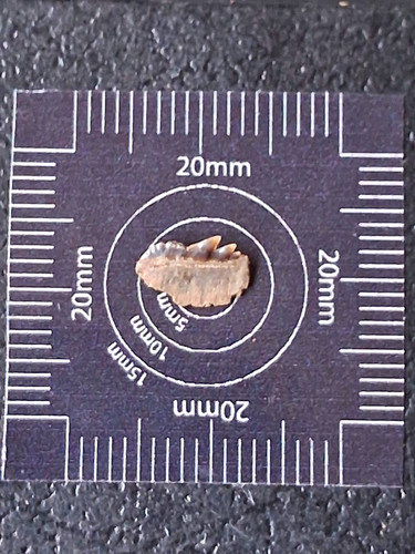 Notorynchus serratissimus kuh - notorynchus,