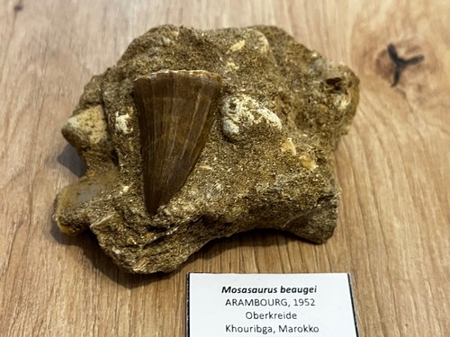 Schöner mosasaurus beaugei - mosasaurus,
