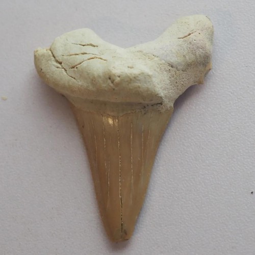 Fossil haifischzahn otodus - haifischzahn,