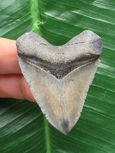Grauer zahn des - 4,9, cm