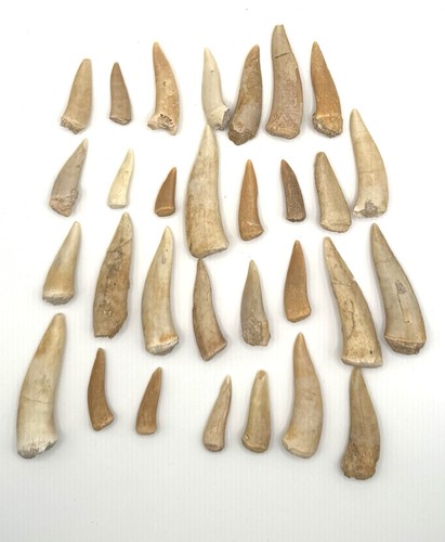 30x original enchodus - 30x,