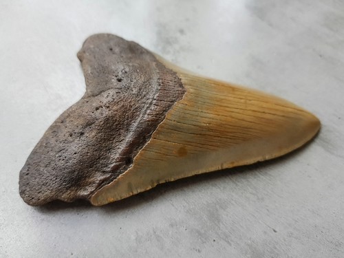 Megalodon haizahn 8cm - megalodon, x
