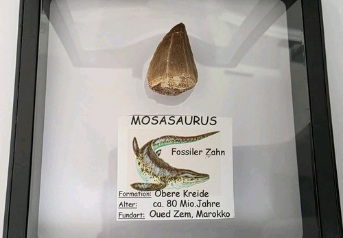 Mosasaurus fossiler zahn - mosasaurus,