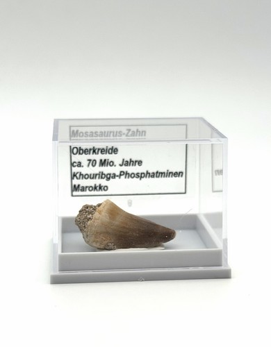 Schöner mosasaurus zahn - ★,