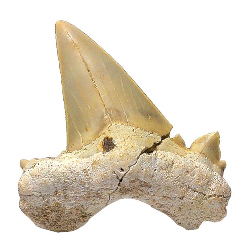 Fossiler hai zahn otodus - fossiler, hai-zahn