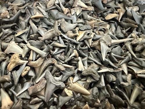 20g versteinerter haizahn - 20g,