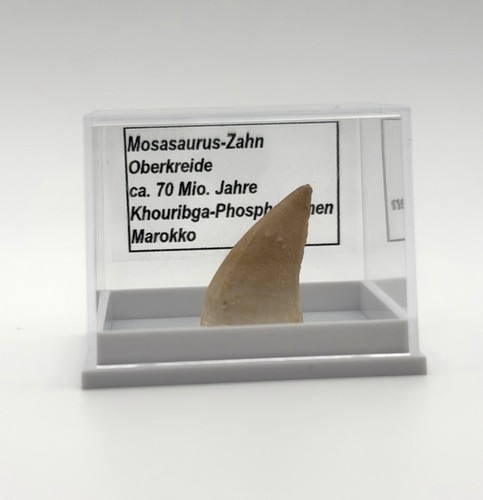 Schöner mosasaurus zahn - mosasaurus,