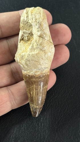 Dinosaurier fossil zahn - dinosaurier,