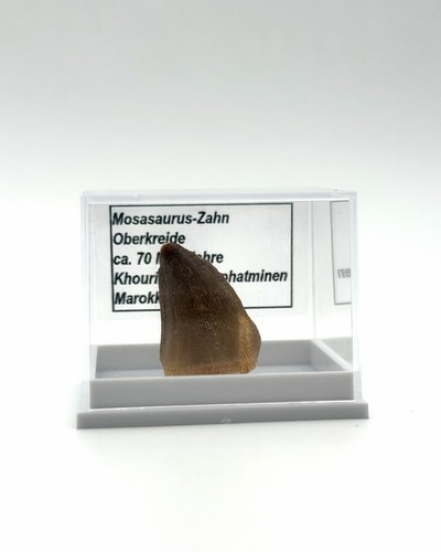Schöner mosasaurus zahn - schöner,