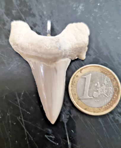Fossil hai zahn - zahn,, anhänger
