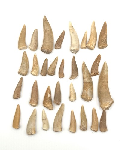 30x original enchodus libycus - enchodus,