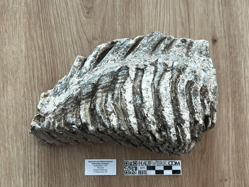 Schöner backenzahn eines - backenzahn,