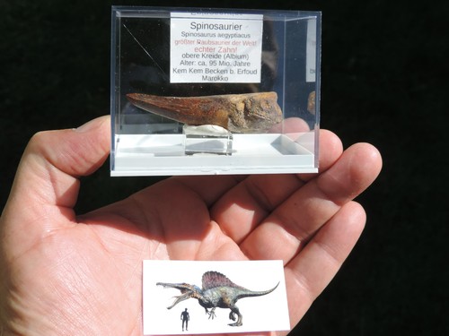 Schöner zahn vom spinosaurus - zahn,