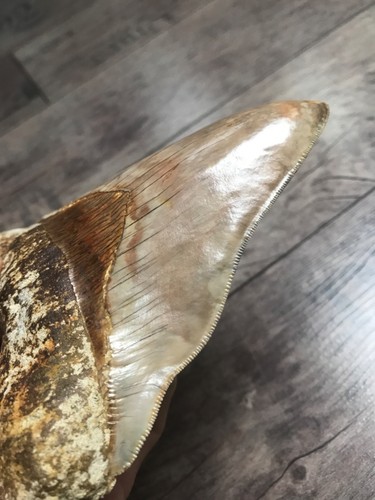 Megalodon zahn 349 - zahn,,