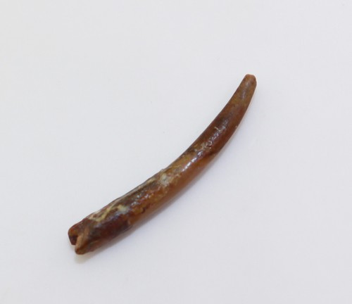 Zahn pterosauria kreide - zahn,,