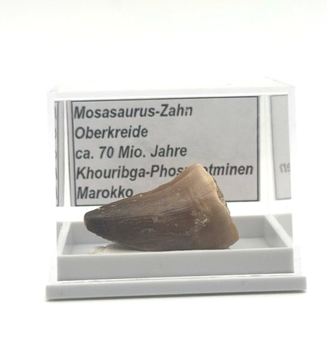 Schöner mosasaurus zahn - 1,