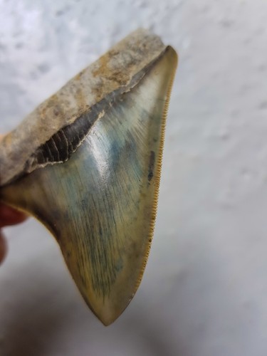 Megalodon haizahn gezackter - haizahn,