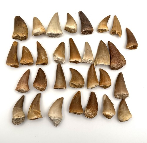 30x original mosasaurus - ★,