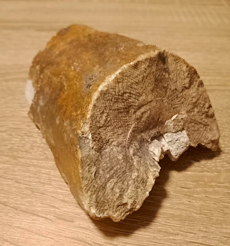 Mammut fossil zahn fragment - mammut,