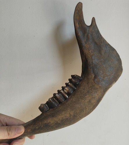 Original unterkiefer fossil - unterkiefer,