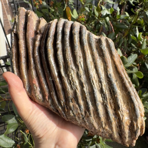 Fossiler mammutzahn aus der - mammutzahn,