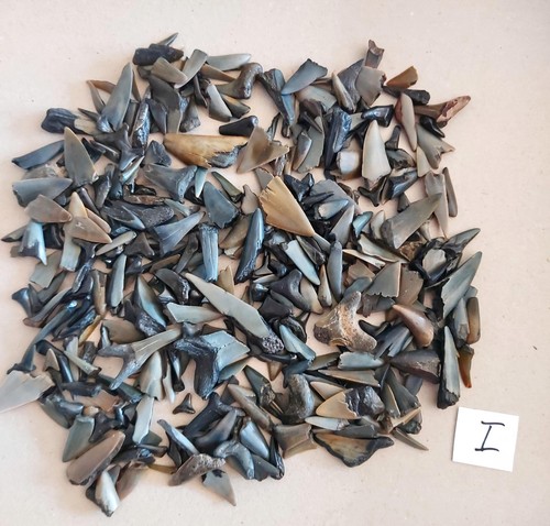 250 gramm haizahn - 250, haifischzahn