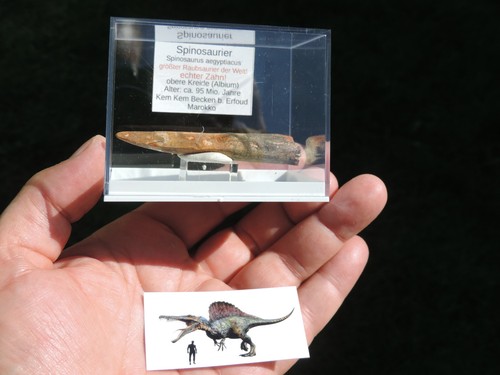Schöner zahn vom spinosaurus - schöner,