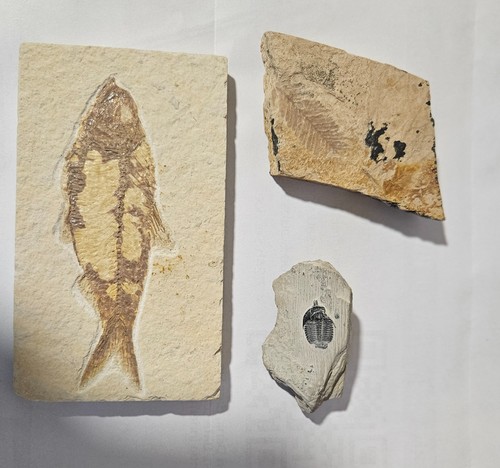 Fossilien tierfossilien zahn - fossilien,
