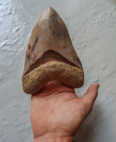 Xxl megalodon haizahn - cm,