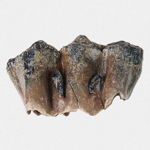 Riesenhirsch megaloceros - riesenhirsch,