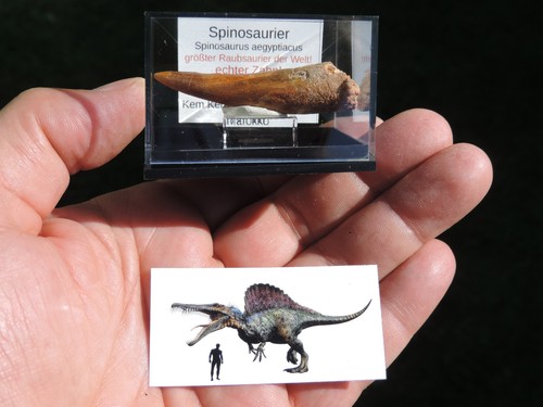 Schöner zahn vom - vom, spinosaurus