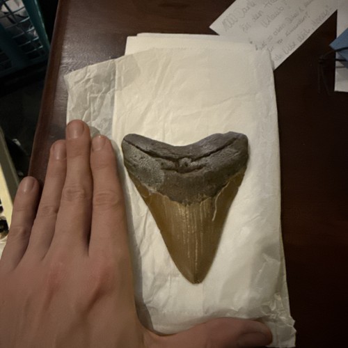 Megalodon haifischzahn - 12,