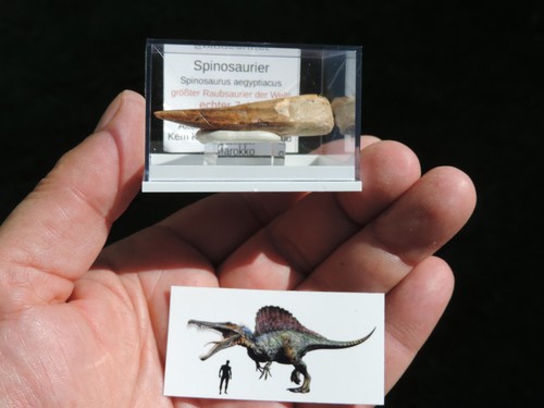 Schöner zahn vom spinosaurus - zahn,