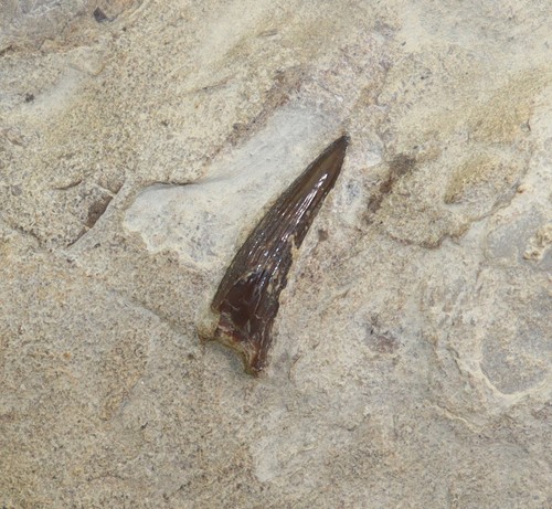 Zahn nothosaurus trias - nothosaurus, sp.,