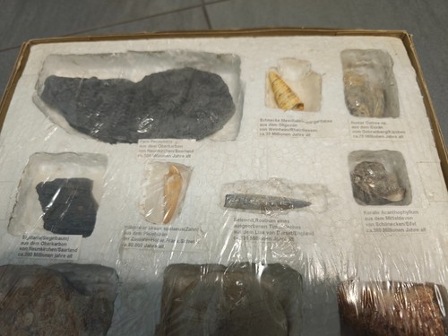 Fossiliensammlung lehrsammlung - fossiliensammlung,