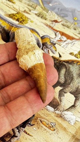 Dinosaurier fossil zahn - dinosaurier,