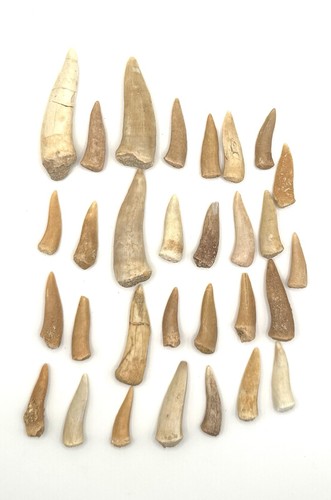30x original enchodus - 30x,